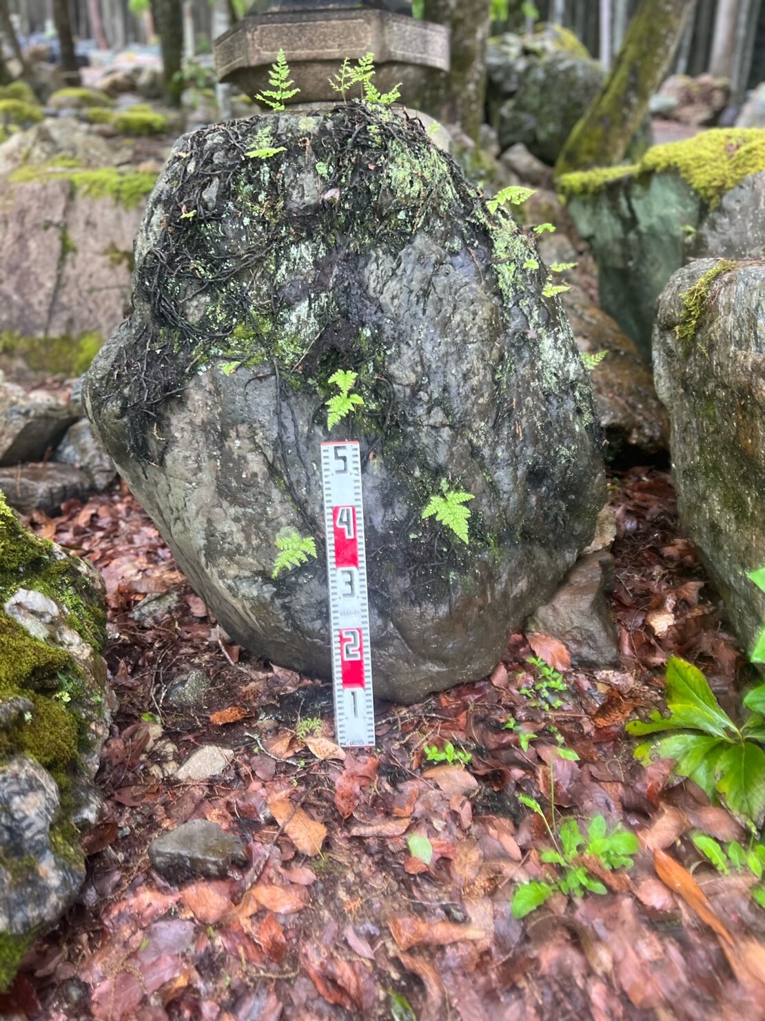 シノブ苔が生えた景石