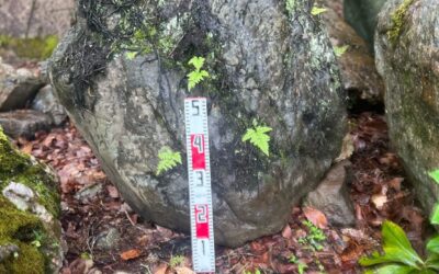 シノブ苔が生えた景石