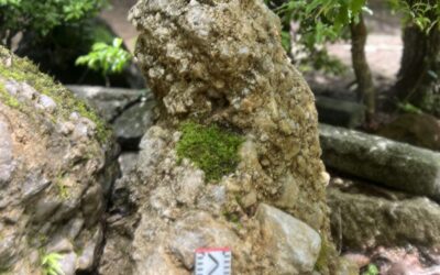 日本国歌のさざれ石