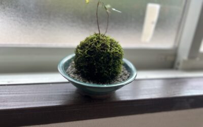 苔玉①