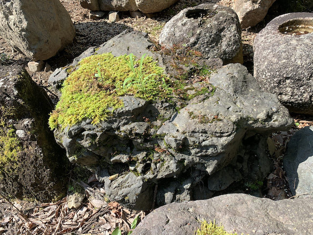 苔の生えた貴船石