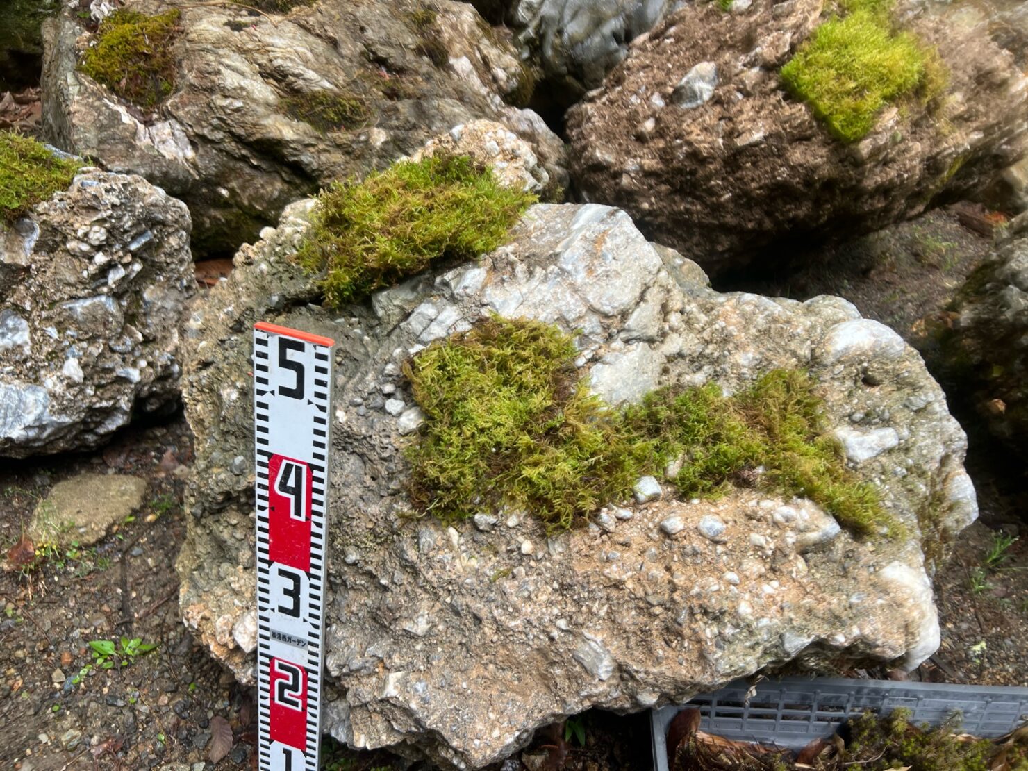 日本国歌のさざれ石