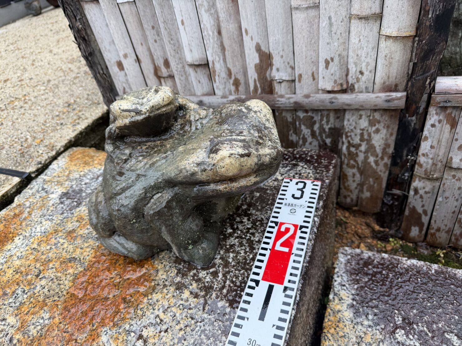 小さな親子カエル