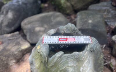 伊予の水彫れ石の水鉢